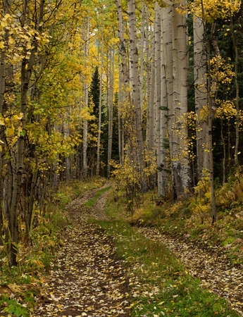 Small trail leading into an aspen forest near Telluride, Coloradoの写真素材