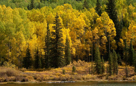 Aspen forests line the shore of a small lake in Coloradoの写真素材