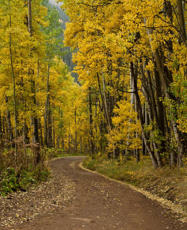 Fall aspens along Ophir Pass Road near Telluride, Coloradoの写真素材