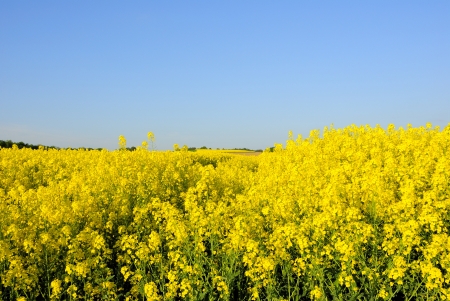 Raps fieldの写真素材