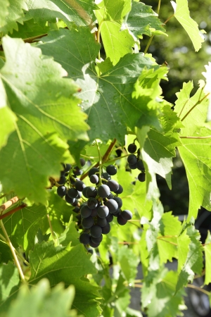Grapes flavored on a wallの写真素材
