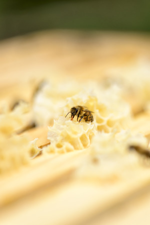 View on honeycomb frames of a beehive with beesの写真素材