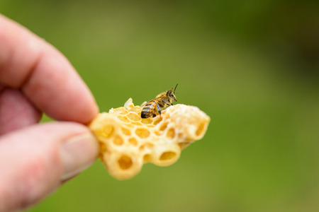 Honeycomb from Illegal building with beeの写真素材