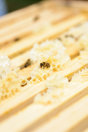 View on honeycomb frames of a beehive with beesの写真素材