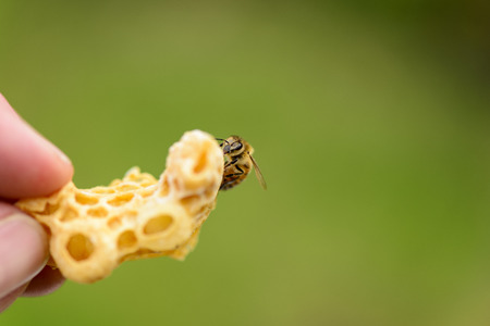 Honeycomb from Illegal building with beeの写真素材