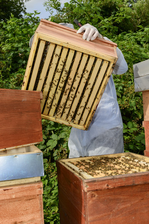 beekeeper at work with honeycomb frame