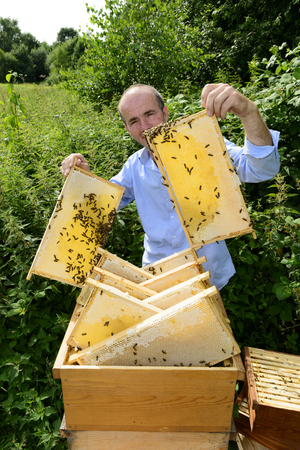 beekeeper at work with honeycomb frameの写真素材