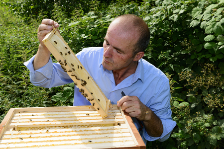 beekeeper at work with honeycomb frameの写真素材