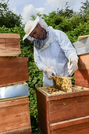 beekeeper at work with honeycomb frameの写真素材