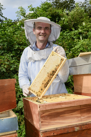 beekeeper at work with honeycomb frameの写真素材