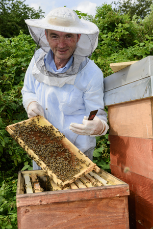 beekeeper at work with honeycomb frameの写真素材