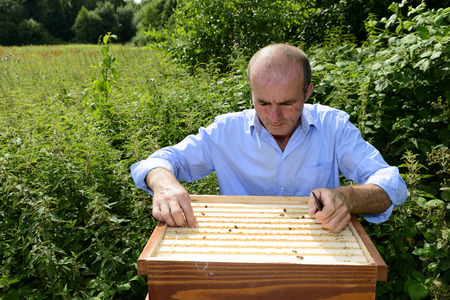 beekeeper at work with honeycomb frameの写真素材