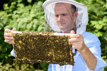 beekeeper at work with honeycomb frameの写真素材