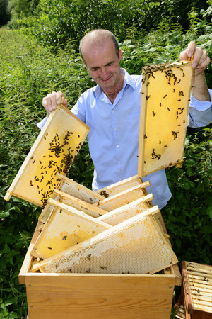 beekeeper at work with honeycomb frameの写真素材