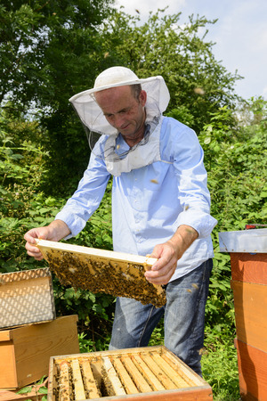 beekeeper at work with honeycomb frameの写真素材