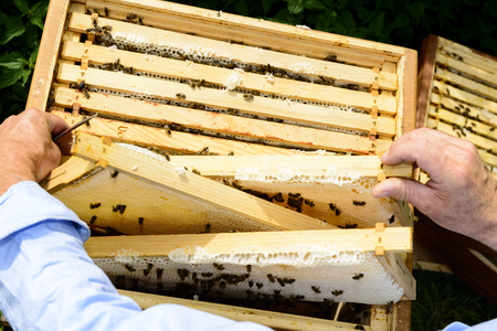 Looking over the beekeepers shoulderの写真素材