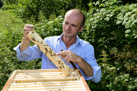 beekeeper at work with honeycomb frameの写真素材