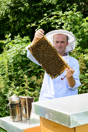 beekeeper at work with honeycomb frame