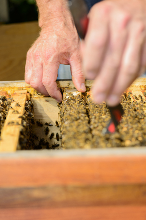 beekeeper at work with honeycomb frameの写真素材