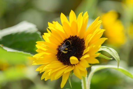 Bumblebee collects nectar on sunflowerの写真素材