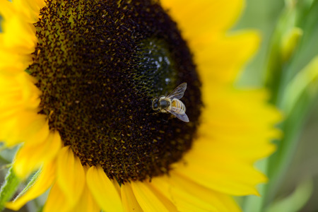 Bumblebee collects nectar on sunflowerの写真素材