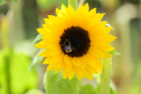 Bee collects nectar on sunflowerの写真素材