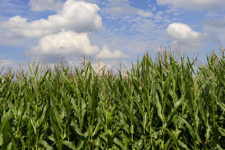 View to cornfield