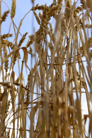 View out of Wheatfield to skyの写真素材