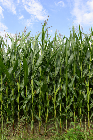 View to cornfieldの写真素材