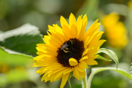 Bumblebee collects nectar on sunflowerの写真素材