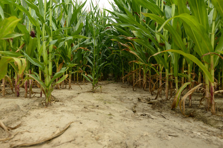 the  bottom of a cornfieldの写真素材