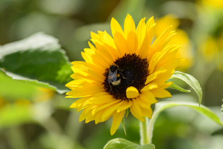 Bumblebee collects nectar on sunflowerの写真素材