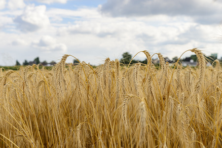 Wheatfieldの写真素材