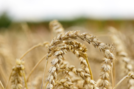 Wheatfieldの写真素材