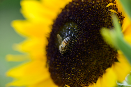 Bumblebee collects nectar on sunflowerの写真素材