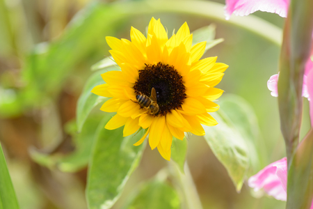 Bee collects nectar on sunflowerの写真素材