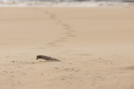 Driftwood on the beach