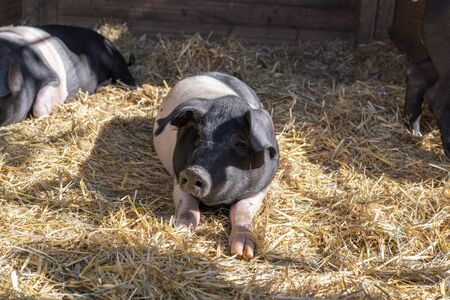 young pig on straw