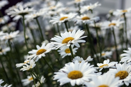 Daisiesの素材