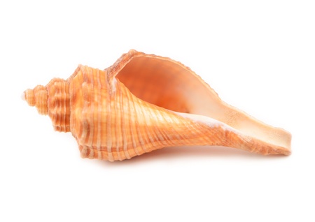 Sea shells isolated on white backgroundの写真素材