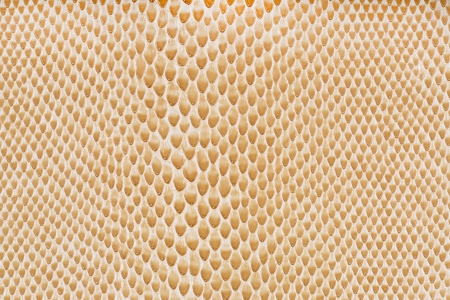Beige artificial leather snake texture backgroundの写真素材