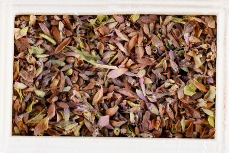 Oregano isolated on white backgroundの写真素材