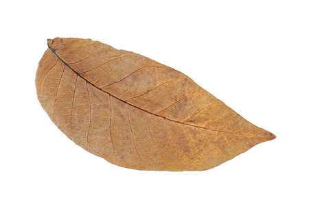 Tropical dry leaves isolated on white background