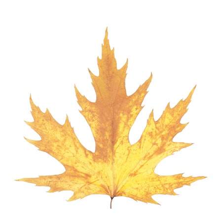 Beautiful autumn maple leaf
