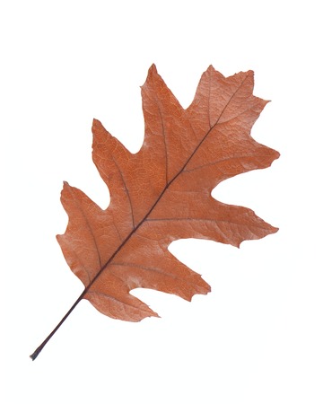 Oak leaf isolated on white backgroundの写真素材