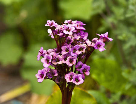 Pink flowerの写真素材