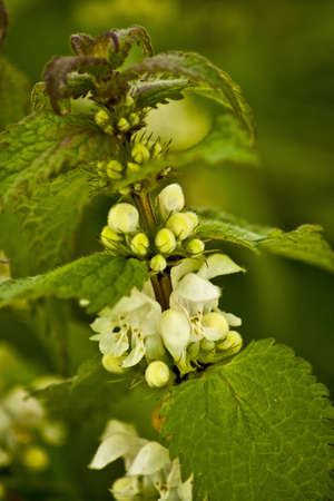 Stinging nettle with blossomの写真素材