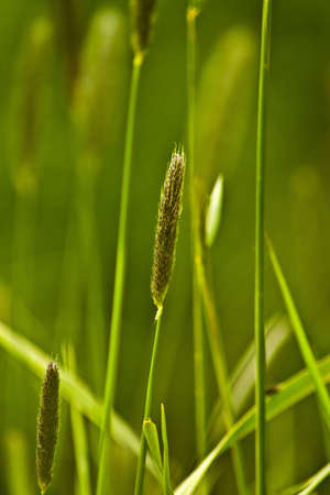 Reed plant