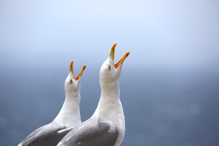two seagulls singing near a port in Bonifacio , Franceの写真素材