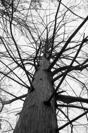 Bare Tree in Winterの写真素材